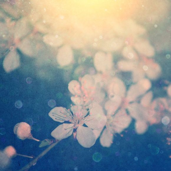 File:Aqua Timez - Sakura Michi.jpg