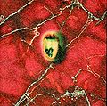 Thumbnail for version as of 08:52, 4 August 2014