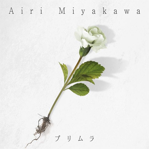 File:Miyakawa Airi Primula.jpg