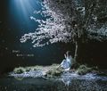 Aimer - Haru wa Yuku lim.jpg