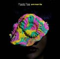 Plastic Tree - ammonite Lim.jpg