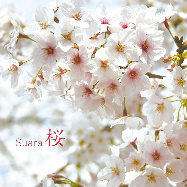 File:Suara - Sakura.jpg