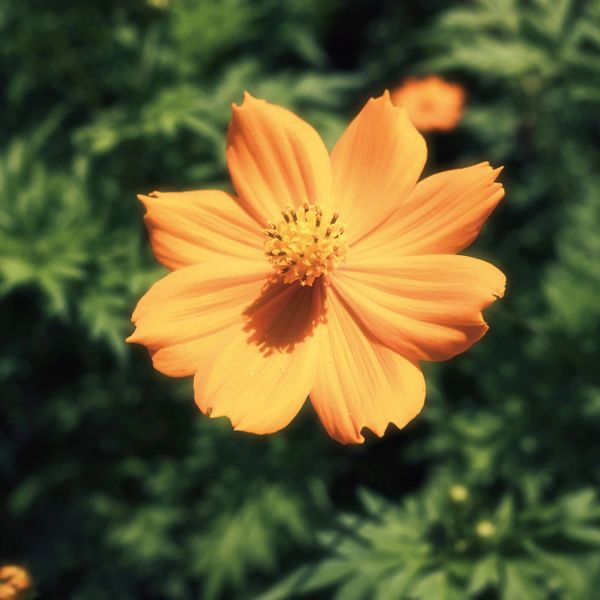 File:Drops - Tiny Ground.jpg