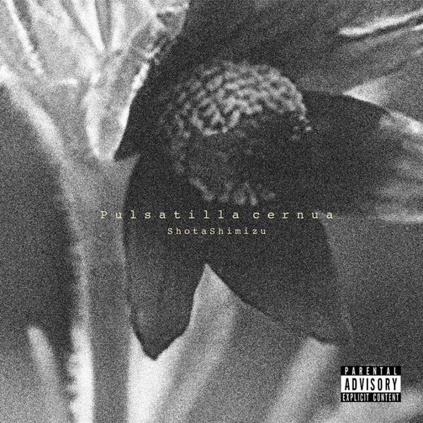 File:Pulsatilla cernua CD Only.jpg