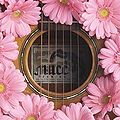 MUCC - Gerbera LE.jpg