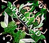 SPEEDLAND -The Premium Best Re Tracks- (CDDVD).jpg