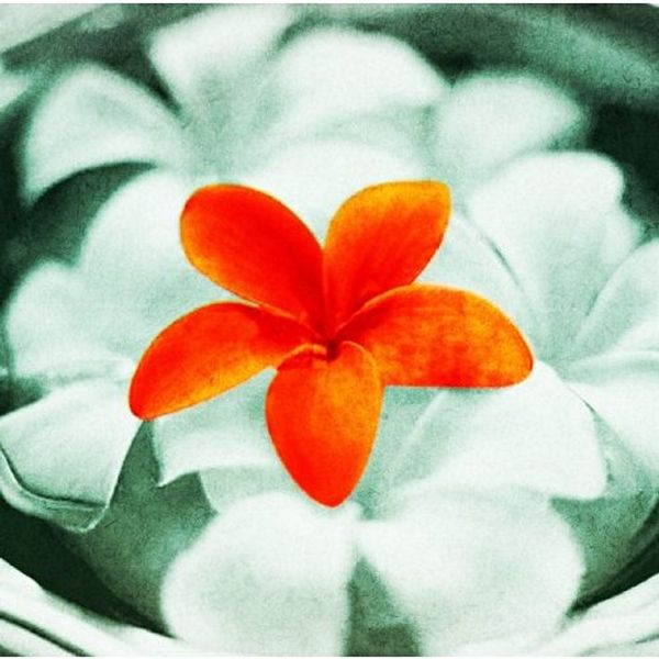 File:ATPLUMERIA.jpg