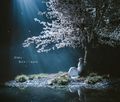 Aimer - Haru wa Yuku reg.jpg