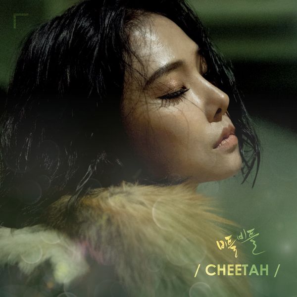 File:Cheetah - Biteulbiteul.jpg